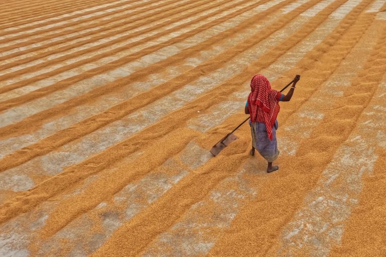 Aerial view of woman working to dry rice grains in Habra, India.
